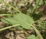 unknown species. Лист (вид на абаксиальную поверхность). Турция, ил Ван, крепость Чавуштепе. 23 мая 2025 г.