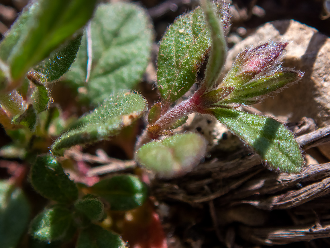 Image of Helianthemum salicifolium specimen.