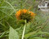 Inula orientalis. Верхушка побега с соцветием (вид со стороны обёртки). Кабардино-Балкария, Черекский р-н, дол. р. Чайнашки, ≈ 1800 м н.у.м., овсяницевый лужок в каньоне водопадистого ручья. 29.07.2025.