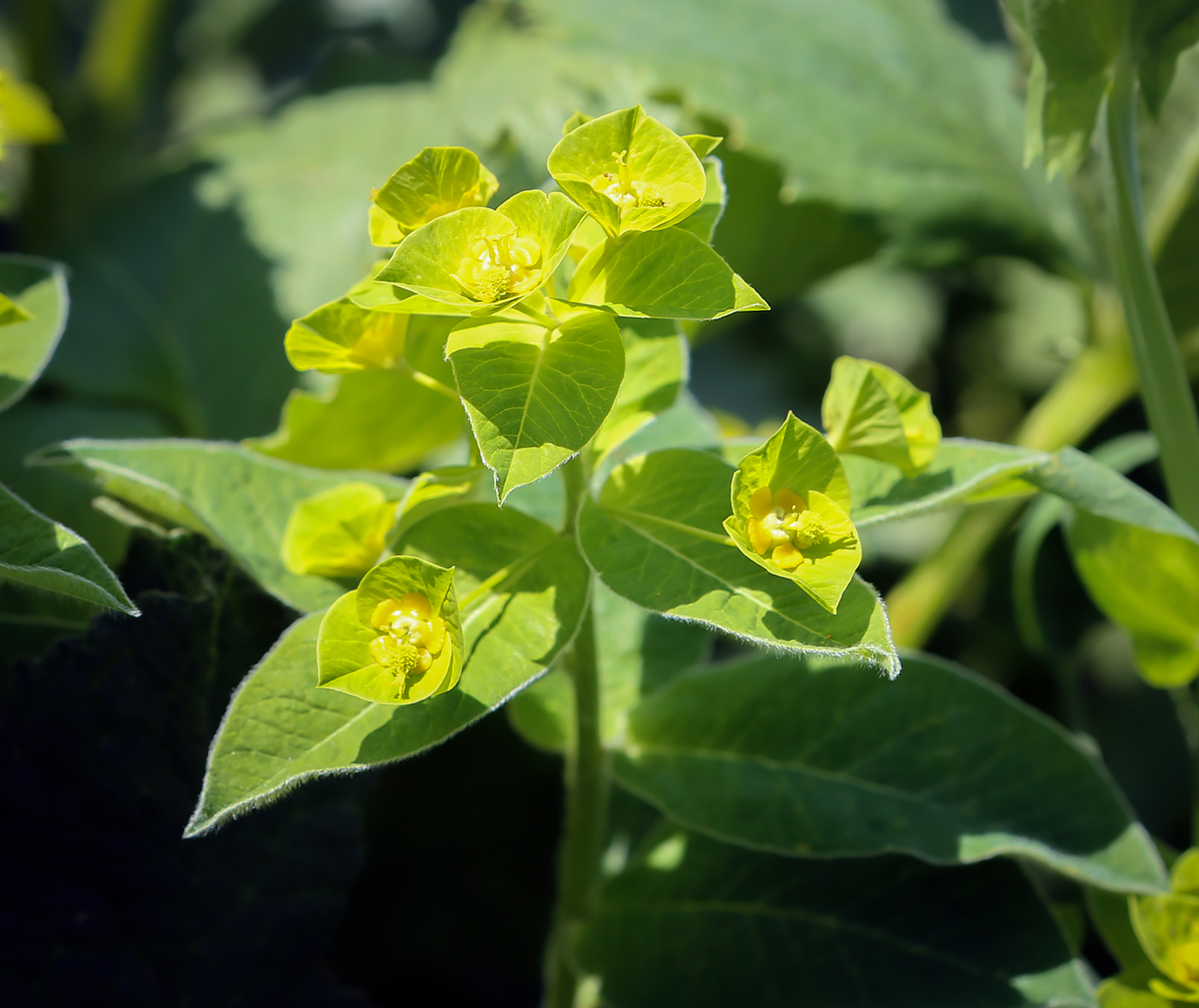 Изображение особи Euphorbia squamosa.