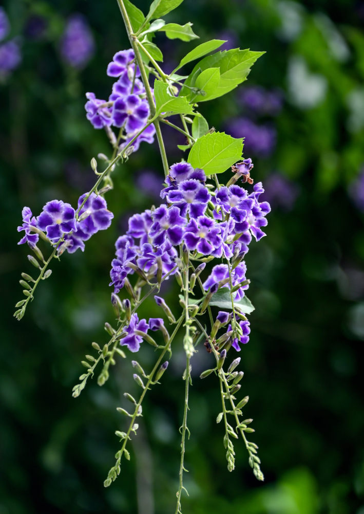 Image of Duranta erecta specimen.