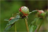 Paeonia lactiflora. Бутон с каплями росы. Московская обл., Раменский р-н, окр. дер. Хрипань, садовый участок. 28.05.2014.