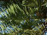 Araucaria heterophylla. Ветви. Турция, г. Анталья, в приморском парке. 30 декабря 2025 г.