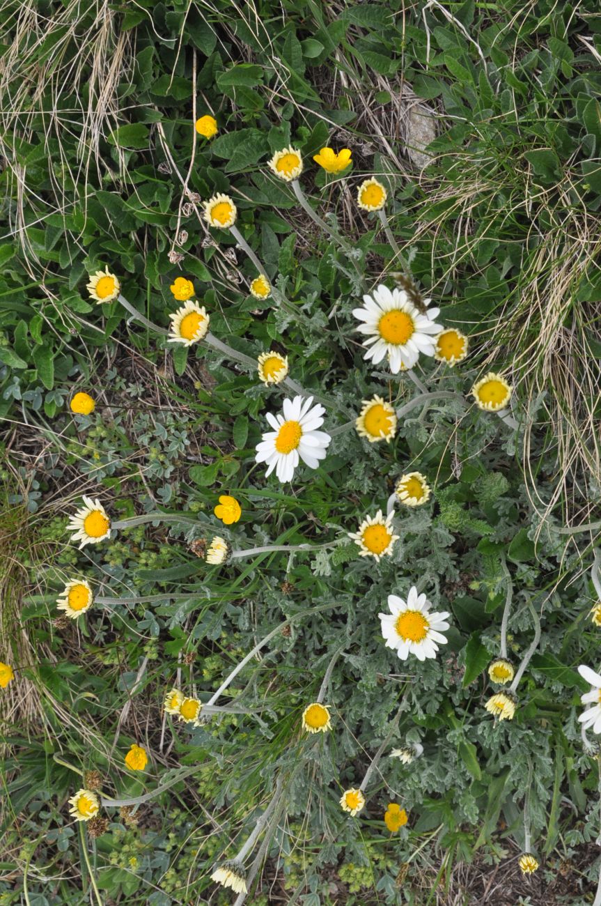 Image of Unknown species specimen.