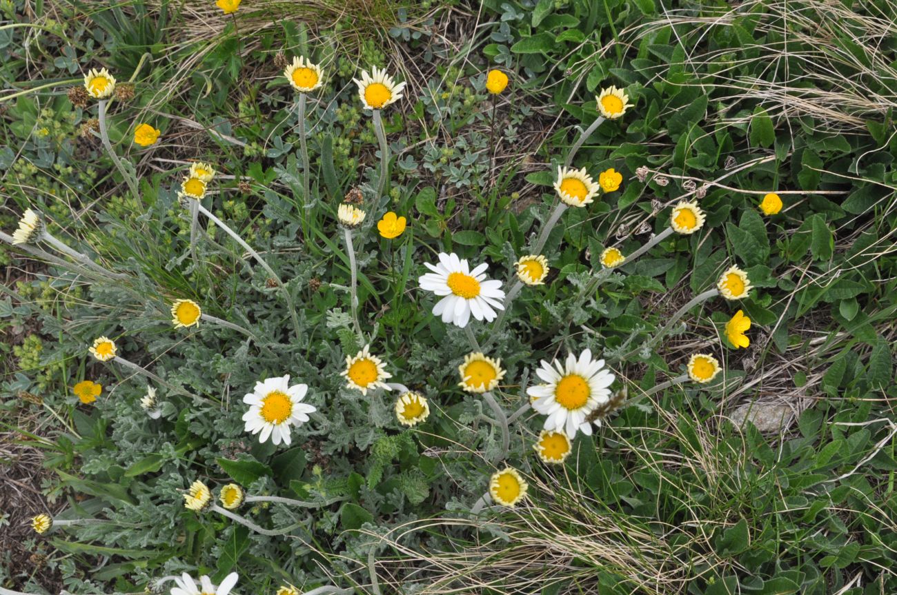 Изображение особи Anthemis saportana.