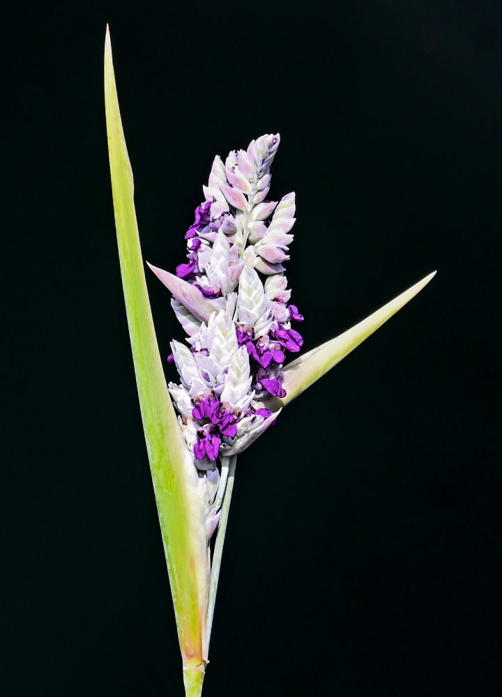 Image of Thalia dealbata specimen.