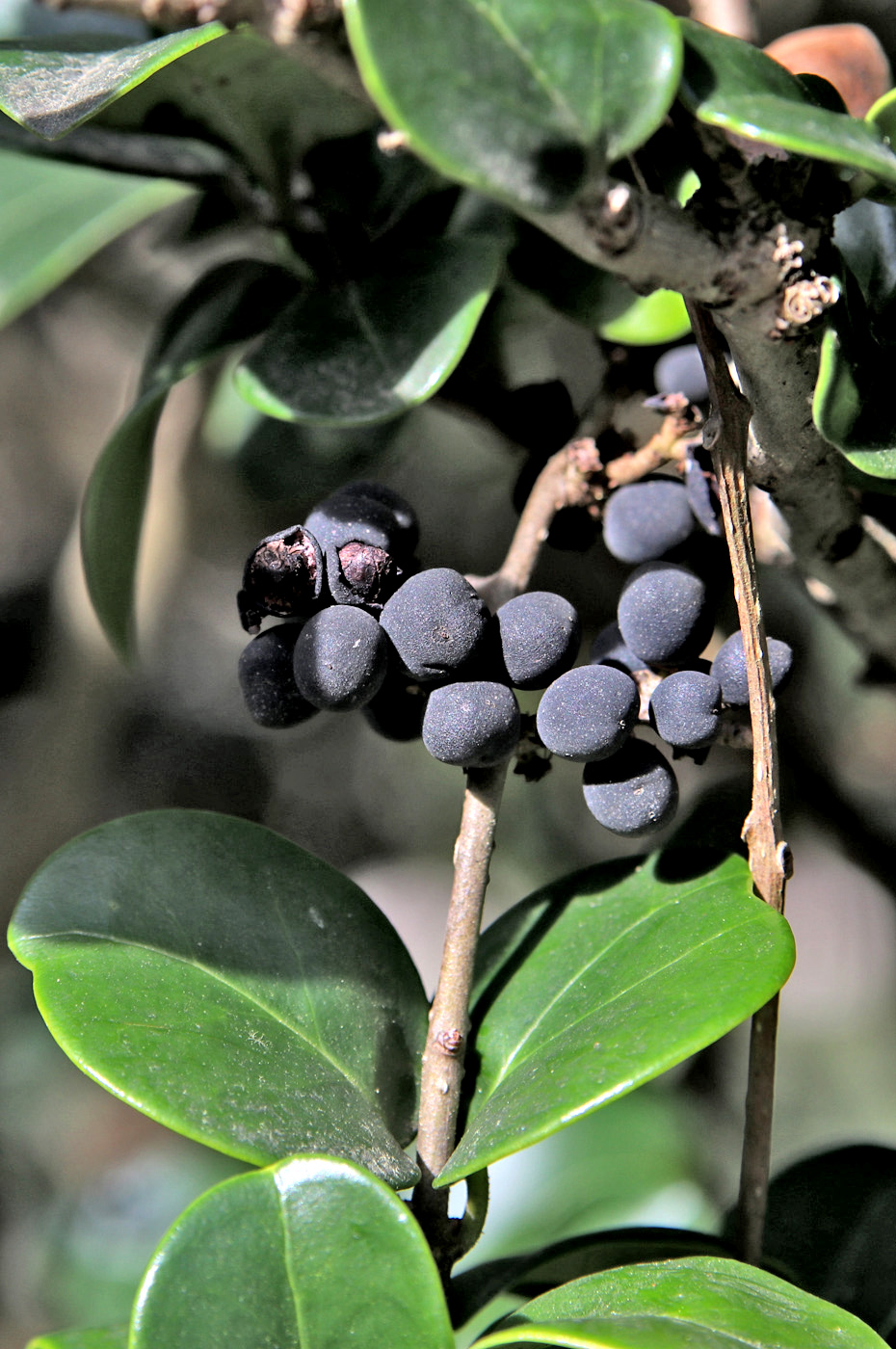 Изображение особи Ligustrum japonicum.