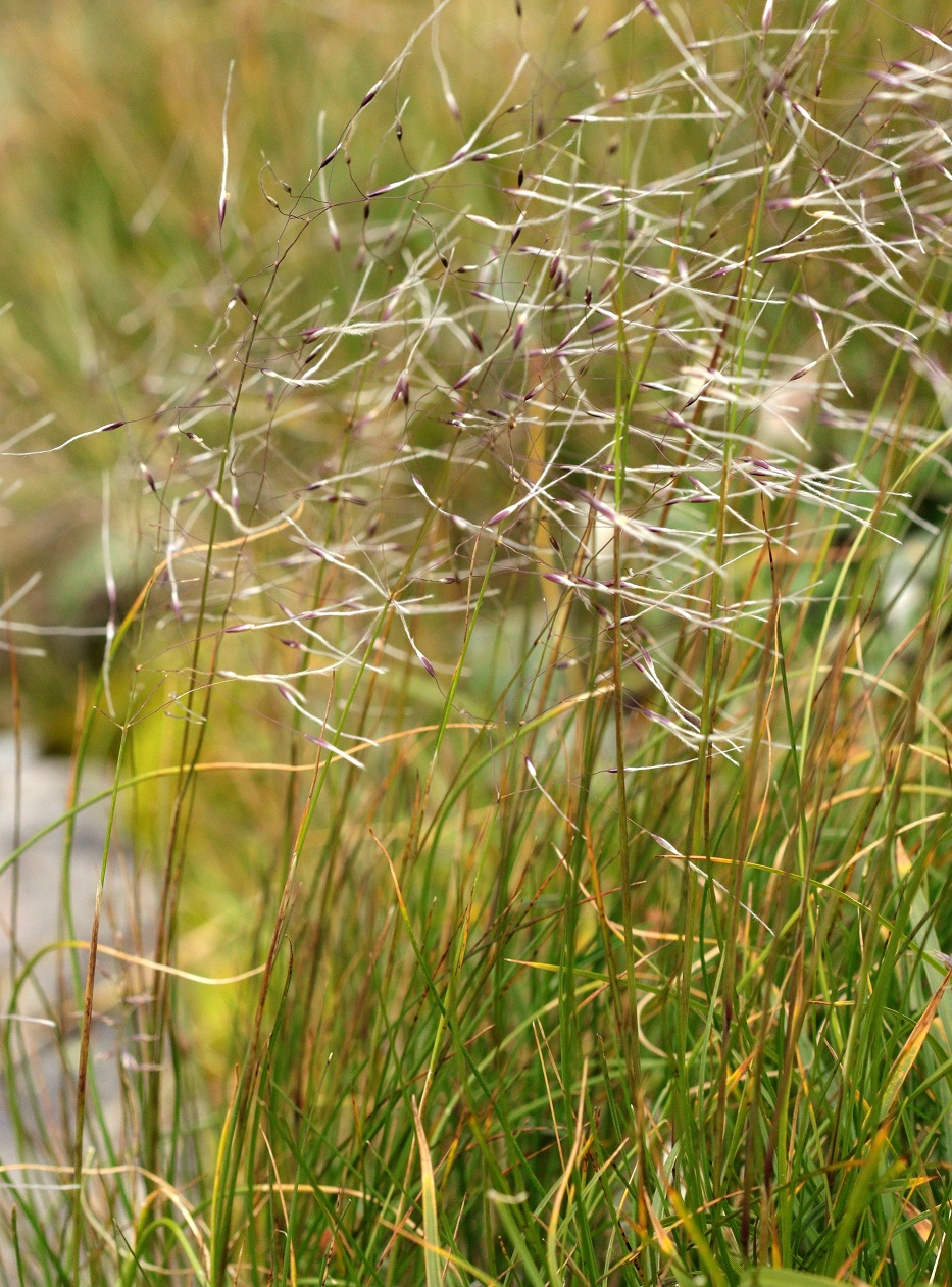 Image of Ptilagrostis alpina specimen.