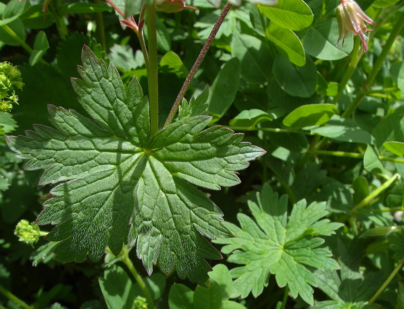 Image of Geranium albiflorum specimen.