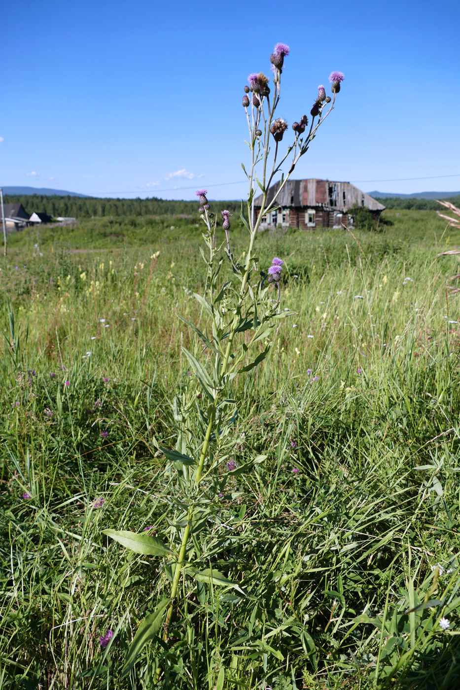 Image of Cirsium setosum specimen.