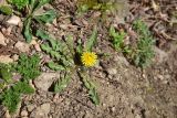 genus Taraxacum. Цветущее растение. Республика Адыгея, Майкопский р-н, лев. берег р. Белая, 40 м от устья руч. Сибирь, на тропе. 2 апреля 2026 г.