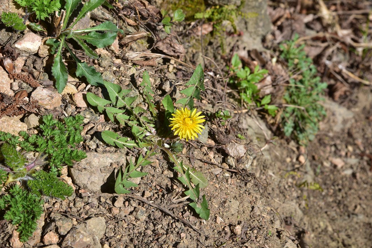 Image of genus Taraxacum specimen.