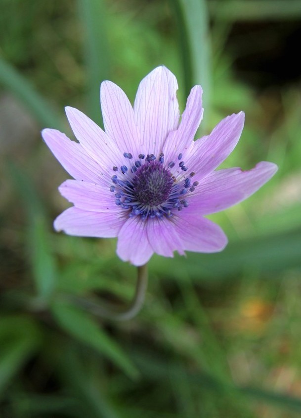 Image of Anemone hortensis specimen.