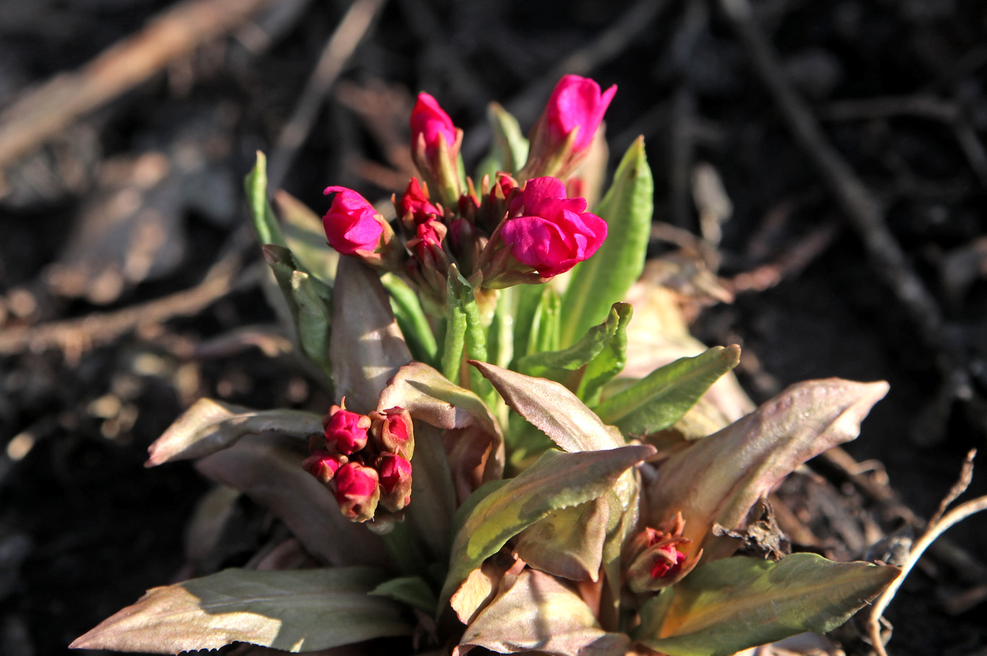 Image of Primula rosea specimen.