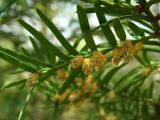 Taxus cuspidata. Верхушка побега с отпылившими микростробилами. Хабаровский край, окр. г. Комсомольск-на-Амуре, ООПТ \"Кедрово-тисовая роща\", смешанный лес. 19.05.2026.
