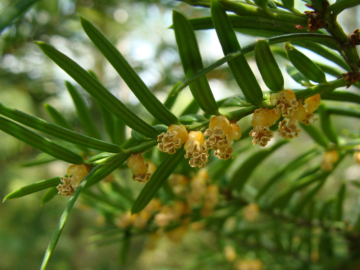 Image of Taxus cuspidata specimen.