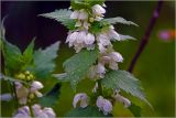 Lamium album. Соцветие в верхней части растения. Московская обл., Раменский р-н, окр. дер. Хрипань, садовый участок. 24.05.2026.