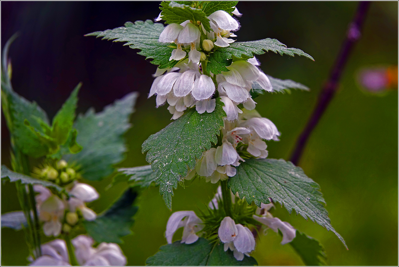 Image of Lamium album specimen.