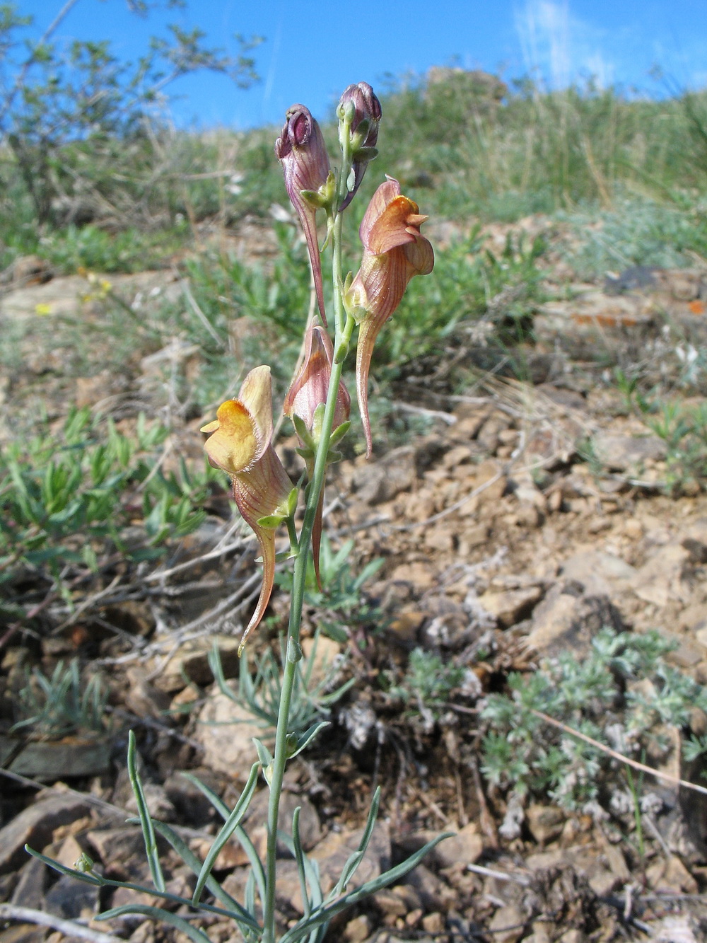 Image of Linaria incompleta specimen.