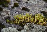 genus Sedum