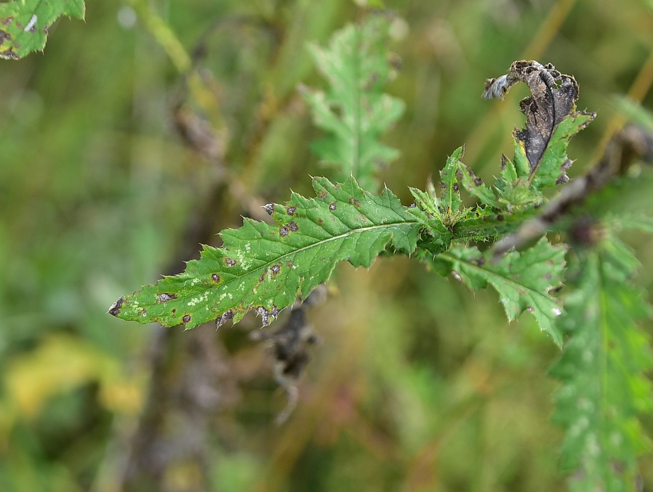 Image of Carduus crispus specimen.
