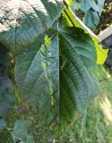 Tilia begoniifolia. Лист. Абхазия, г. Сухум, Ботанический сад. 13.08.2024.