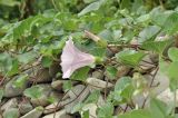 Calystegia soldanella. Побеги и цветки. Приморский край, Хасанский р-н, Зарубинское гор. пос., окр. с. Витязь, прибрежная каменистая терраса. 23.07.2026.