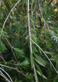 Callistemon viminalis. Часть ветви. Краснодарский край, г. Сочи, парк \"Дендрарий\". 17.08.2026.