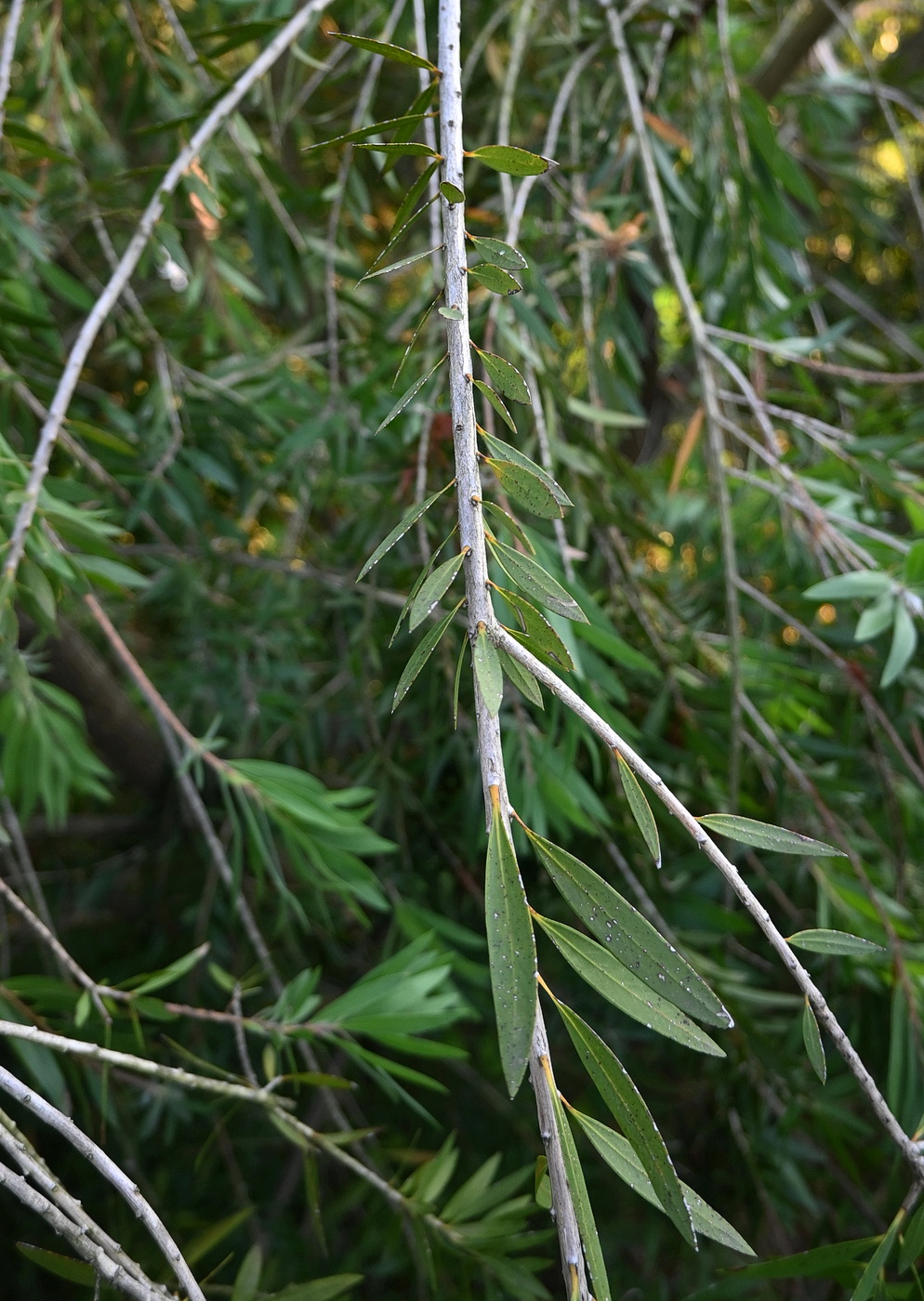 Изображение особи Callistemon viminalis.
