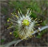 Salix × holosericea. Мужское соцветие с частично удалёнными цветками. Чувашия, окр. г. Шумерля, очистные сооружения. 10 мая 2011 г.