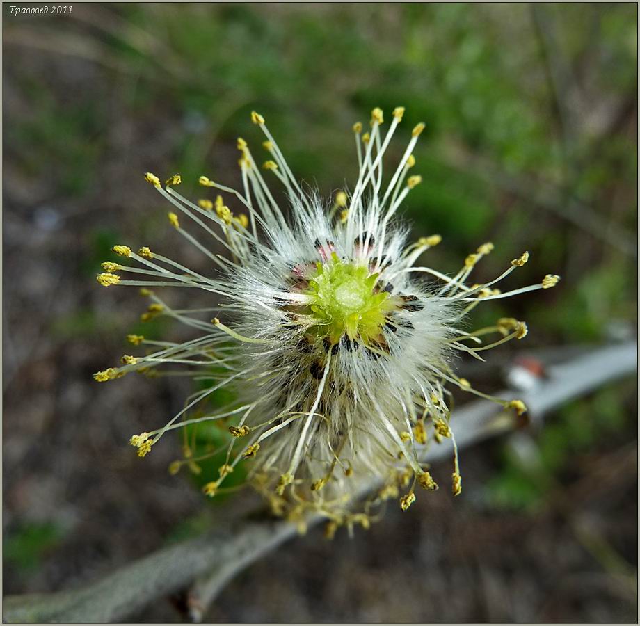Изображение особи Salix &times; holosericea.