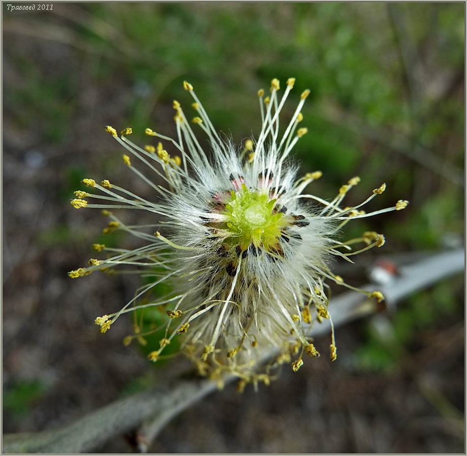 Image of Salix &times; holosericea specimen.