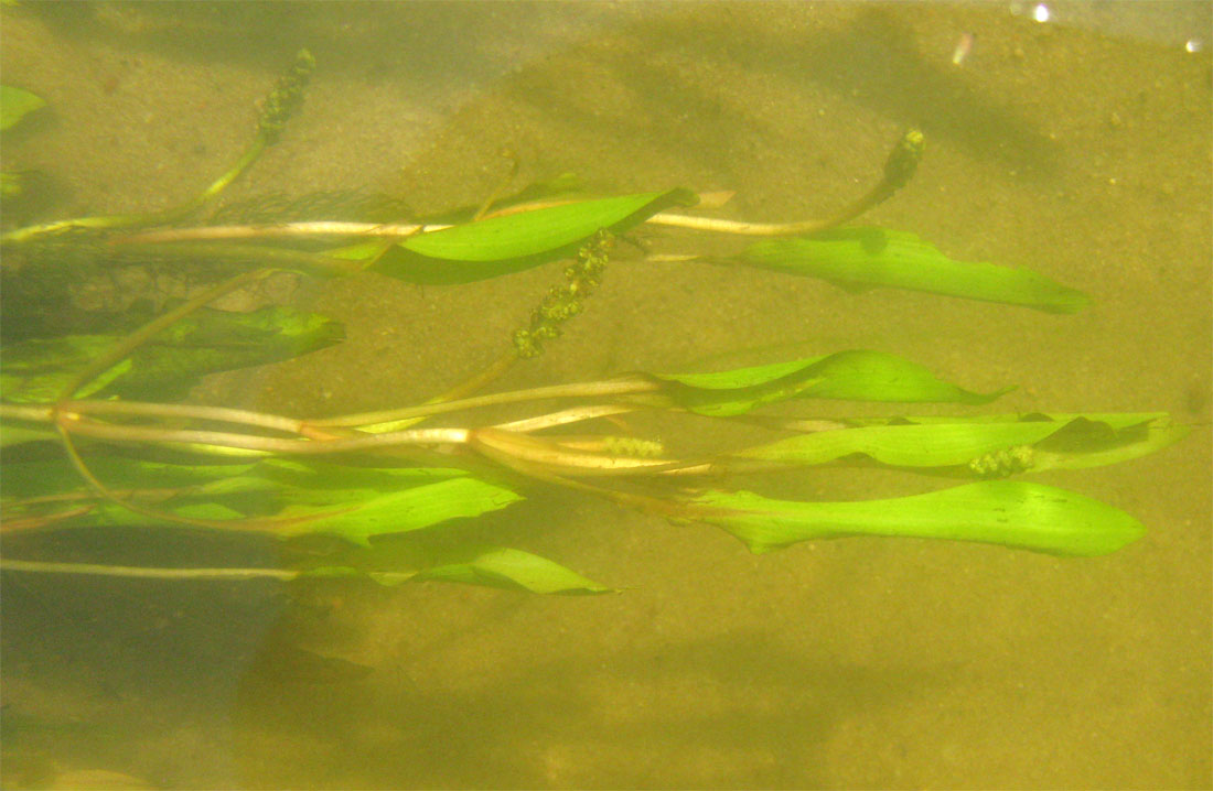 Image of Potamogeton alpinus specimen.