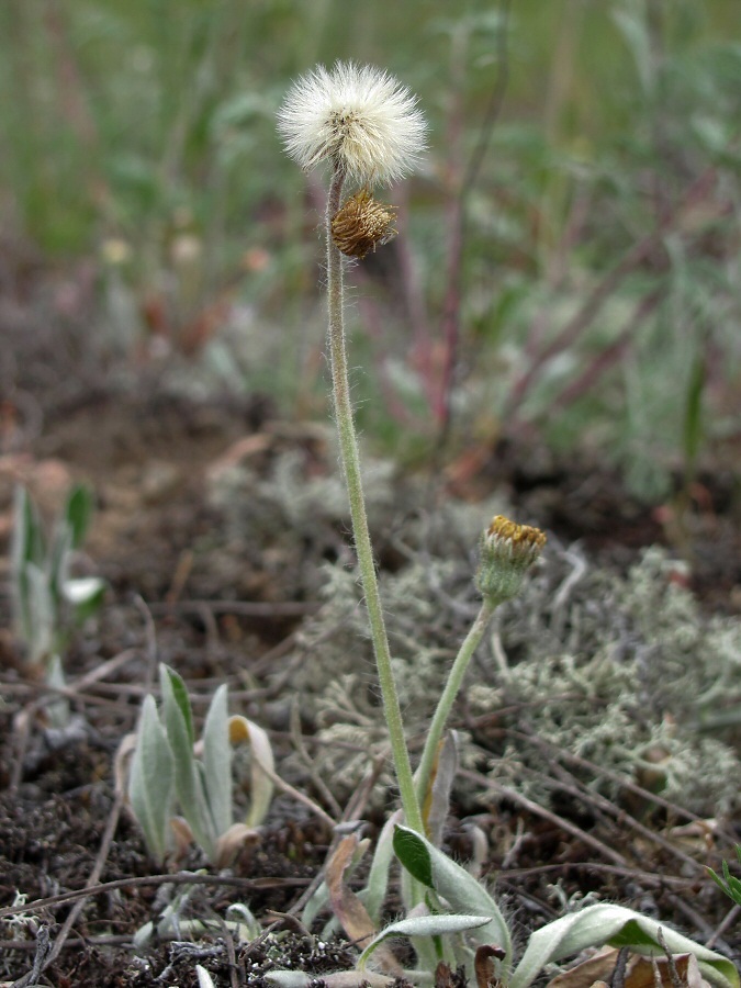 Изображение особи Pilosella officinarum.