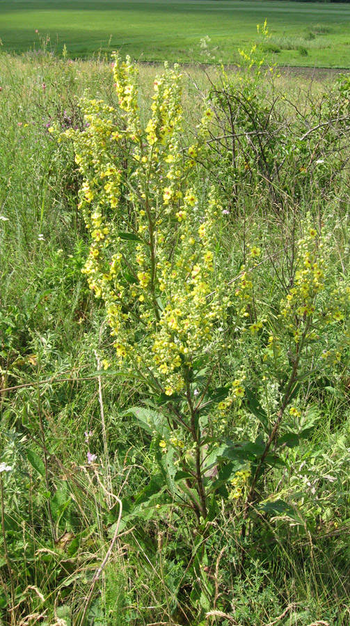 Image of Verbascum marschallianum specimen.