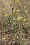 Helichrysum arenarium. Цветущие растения. Крым, Севастополь, м. Фиолент. 7 июля 2011 г.