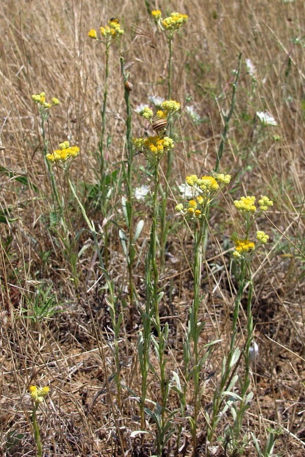 Image of Helichrysum arenarium specimen.