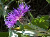Centaurea fuscomarginata. Верхушка побега с соцветием (диаметр обёртки чуть меньше 2 см; видно характерное сизое войлочное опушение листьев). Крым, опушка леса возле вершины г. Ай-Петри. 8 июля 2011 г.
