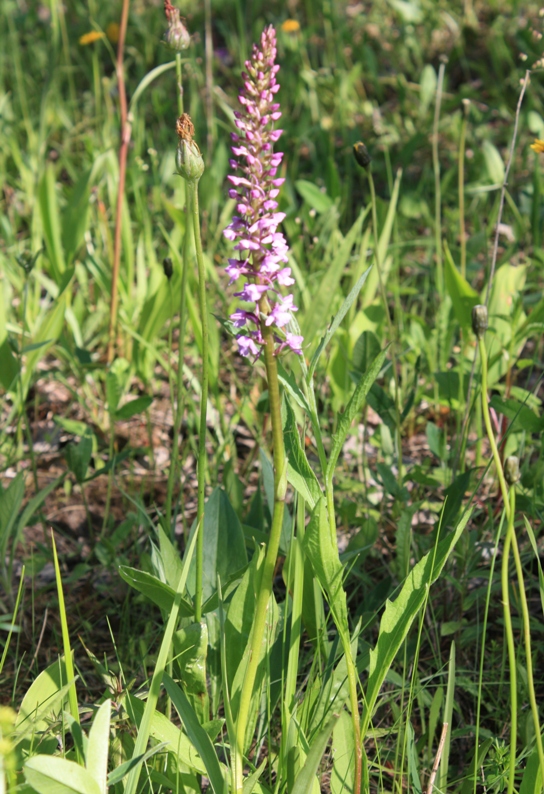 Image of Gymnadenia conopsea specimen.