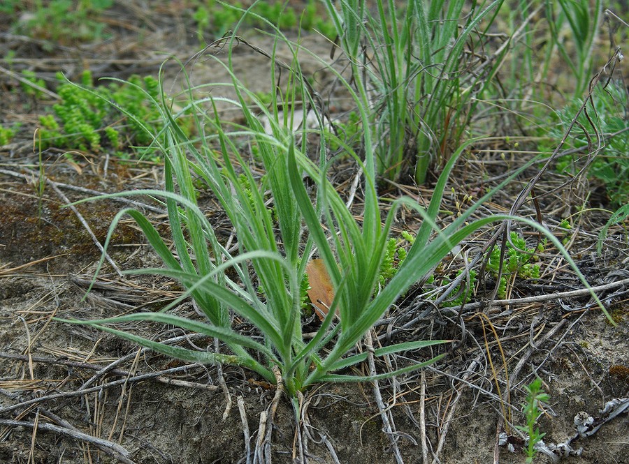 Изображение особи Scorzonera ensifolia.