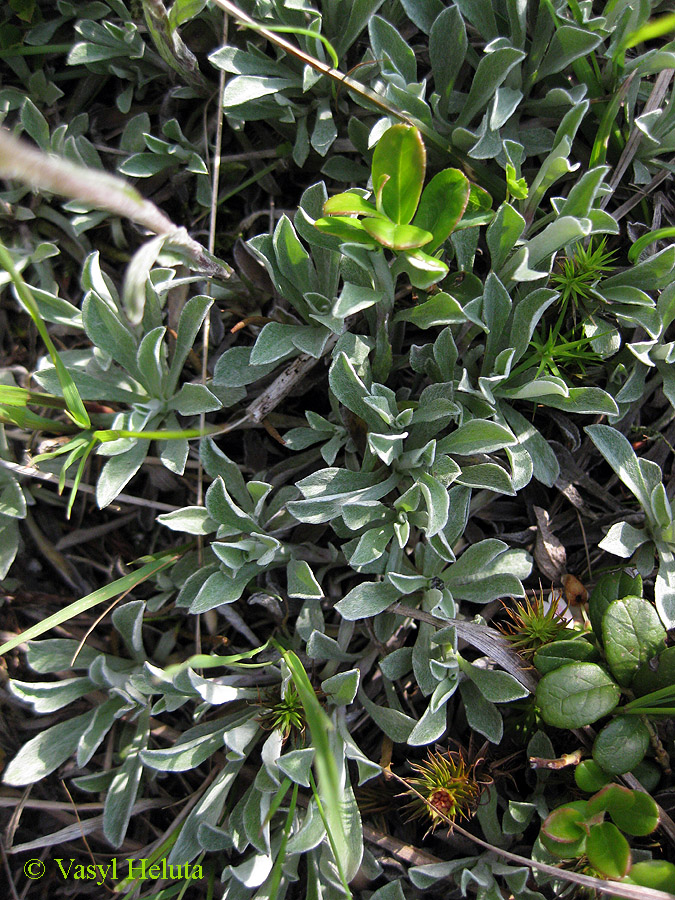 Image of Antennaria dioica specimen.