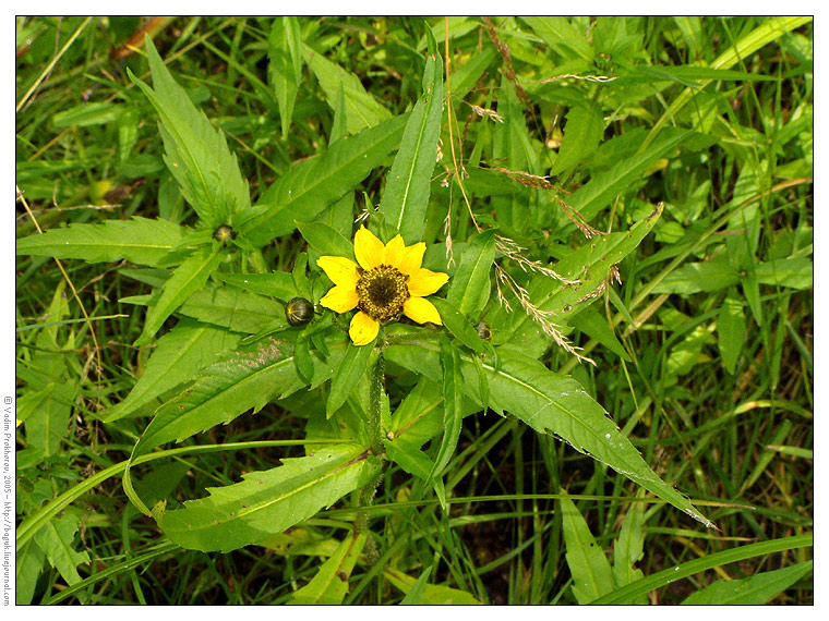 Изображение особи Bidens cernua var. radiata.