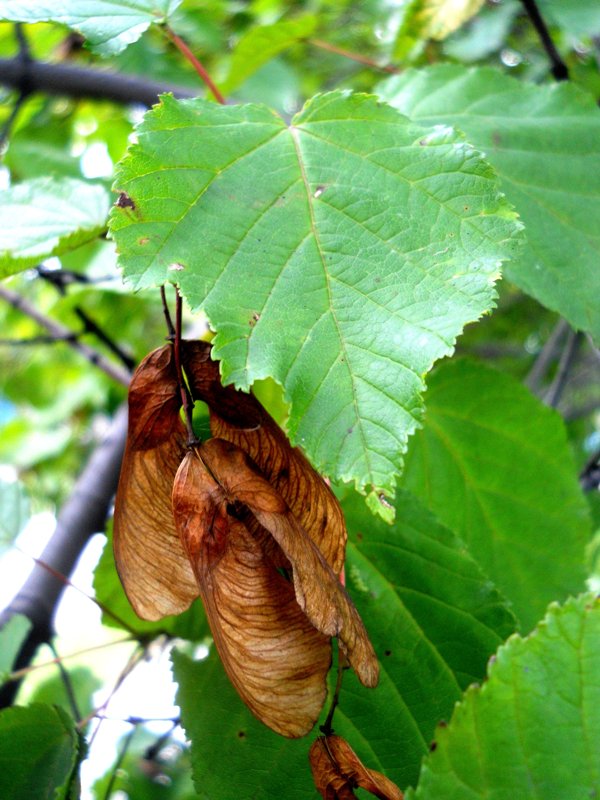 Image of Acer tataricum specimen.