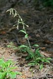 Silene nutans. Цветущее растение. Республика Татарстан, Волжско-Камский заповедник. 19.06.2011.