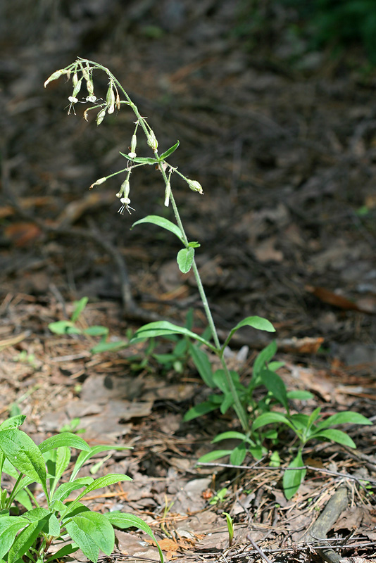 Image of Silene nutans specimen.