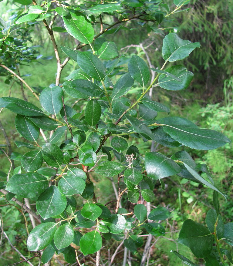 Изображение особи Salix starkeana.