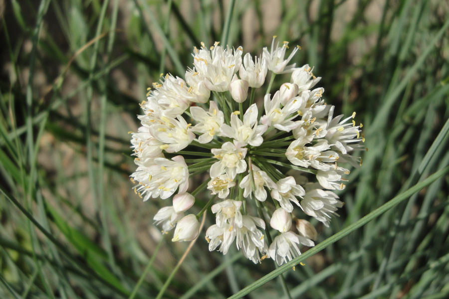 Image of Allium albidum ssp. caucasicum specimen.