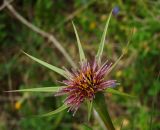 Tragopogon porrifolius ssp. longirostris