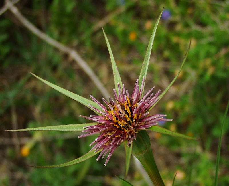 Image of Tragopogon porrifolius ssp. longirostris specimen.