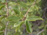 Cerasus tianshanica. Верхушка побега. Казахстан, Алматинская обл., Алакольский р-н, р. Ыргайты. 15 июля 2011 г.